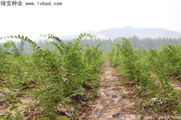<a href='http://www.hn123.net.cn/linmuzhongzi/1809.html' target='_blank'>大葉樸樹種子</a>
