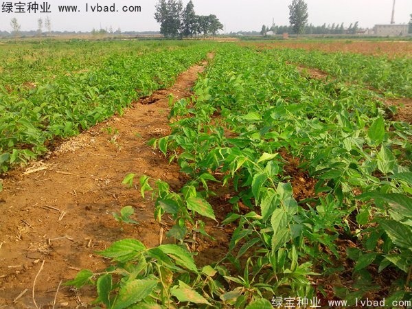大葉<a href='http://www.hn123.net.cn/linmuzhongzi/1755.html' target='_blank'>樸樹種子</a>