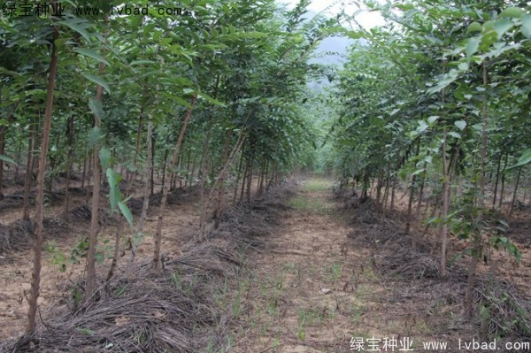 <a href='http://www.hn123.net.cn/linmuzhongzi/1810.html' target='_blank'>小葉樸樹種子</a>