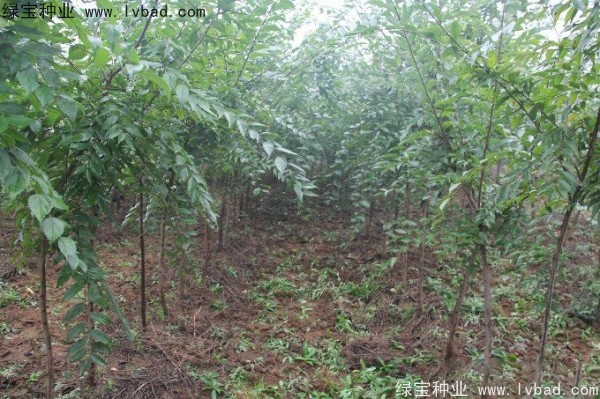 小葉<a href='http://www.hn123.net.cn/linmuzhongzi/1755.html' target='_blank'>樸樹種子</a>