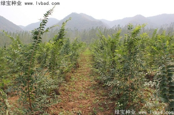 小葉<a href='http://www.hn123.net.cn/linmuzhongzi/1755.html' target='_blank'>樸樹</a><a href='http://www.hn123.net.cn/' target='_blank'>種子</a>