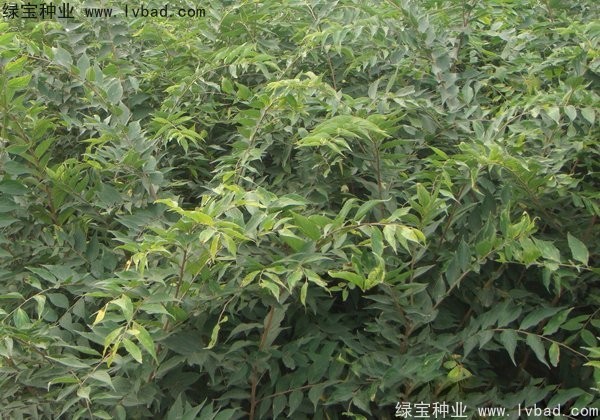 <a href='http://www.hn123.net.cn/linmuzhongzi/1810.html' target='_blank'>小葉樸樹種子</a>