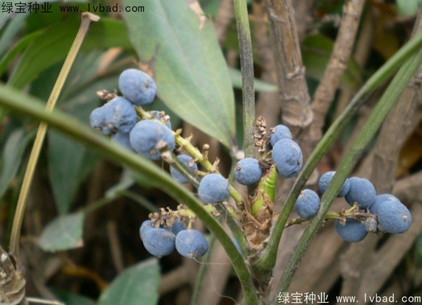 <a href='http://www.hn123.net.cn/linmuzhongzi/1811.html' target='_blank'>十大功勞種子</a>