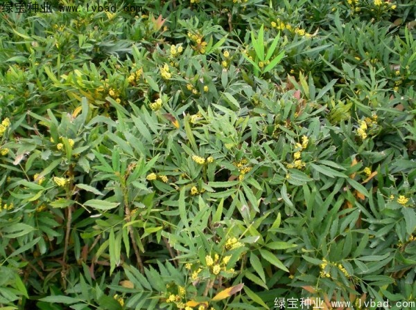 十大功勞<a href='http://www.hn123.net.cn/' target='_blank'>種子</a>