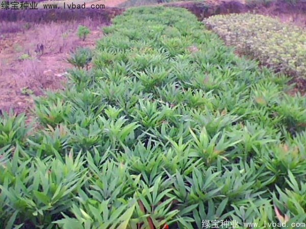 <a href='http://www.hn123.net.cn/linmuzhongzi/1811.html' target='_blank'>十大功勞種子</a>