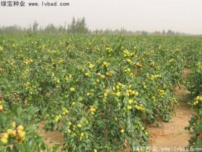 棗樹(shù)種子