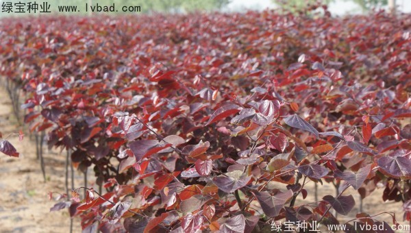 紫葉<a href='http://www.hn123.net.cn/linmuzhongzi/1760.html' target='_blank'>紫荊種子</a>