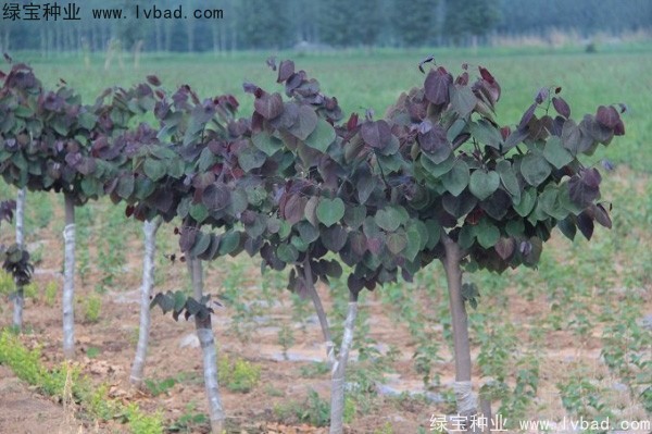 <a href='http://www.hn123.net.cn/linmuzhongzi/1819.html' target='_blank'>紫葉紫荊種子</a>