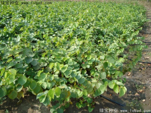 紫葉<a href='http://www.hn123.net.cn/linmuzhongzi/1760.html' target='_blank'>紫荊種子</a>