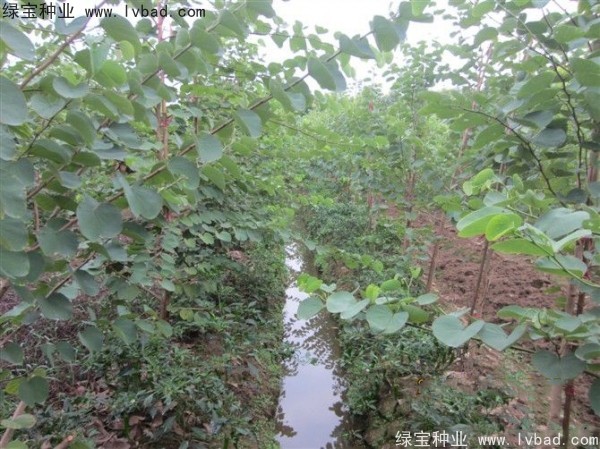 紫葉<a href='http://www.hn123.net.cn/linmuzhongzi/1760.html' target='_blank'>紫荊種子</a>