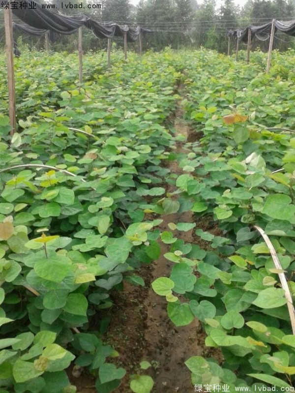 <a href='http://www.hn123.net.cn/linmuzhongzi/1819.html' target='_blank'>紫葉紫荊</a><a href='http://www.hn123.net.cn/' target='_blank'>種子</a>