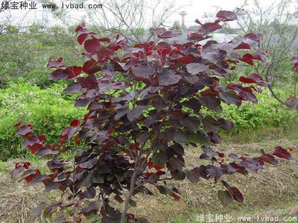 <a href='http://www.hn123.net.cn/linmuzhongzi/1819.html' target='_blank'>紫葉紫荊種子</a>