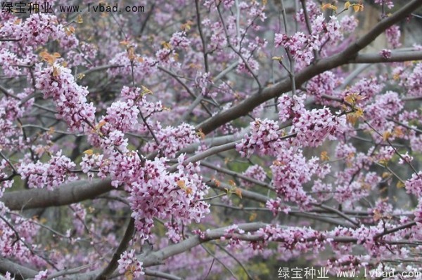 <a href='http://www.hn123.net.cn/linmuzhongzi/1820.html' target='_blank'>加拿大紫荊種子</a>