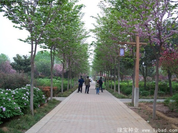 <a href='http://www.hn123.net.cn/linmuzhongzi/1820.html' target='_blank'>加拿大紫荊種子</a>