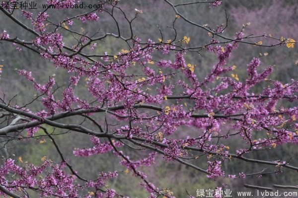 加拿大<a href='http://www.hn123.net.cn/linmuzhongzi/1760.html' target='_blank'>紫荊</a><a href='http://www.hn123.net.cn/' target='_blank'>種子</a>
