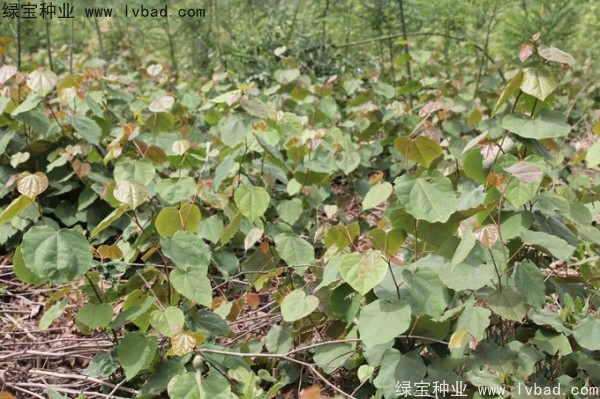 <a href='http://www.hn123.net.cn/linmuzhongzi/1820.html' target='_blank'>加拿大紫荊種子</a>