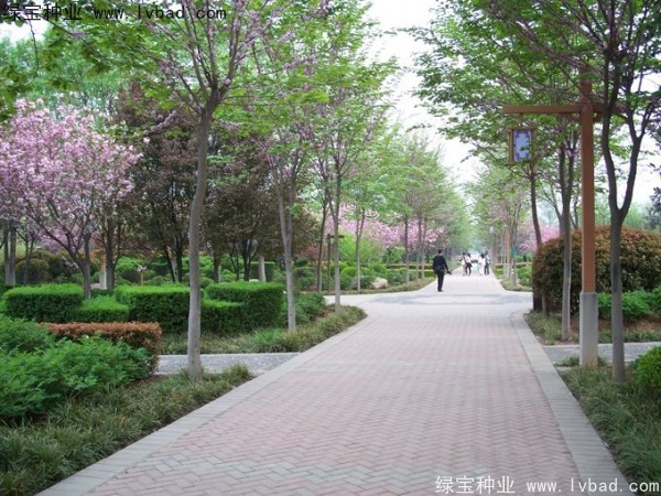 加拿大<a href='http://www.hn123.net.cn/linmuzhongzi/1760.html' target='_blank'>紫荊種子</a>