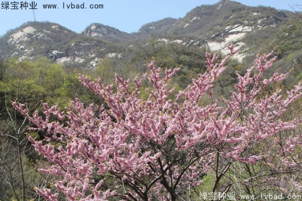 <a href='http://www.hn123.net.cn/linmuzhongzi/1820.html' target='_blank'>加拿大紫荊</a><a href='http://www.hn123.net.cn/' target='_blank'>種子</a>