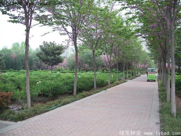 <a href='http://www.hn123.net.cn/linmuzhongzi/1820.html' target='_blank'>加拿大紫荊</a><a href='http://www.hn123.net.cn/' target='_blank'>種子</a>