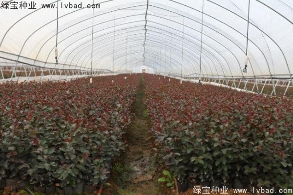 <a href='http://www.hn123.net.cn/yaocaizhongzi/2335.html' target='_blank'>紅花</a><a href='http://www.hn123.net.cn/linmuzhongzi/1698.html' target='_blank'>紫薇種子</a>
