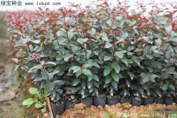 <a href='http://www.hn123.net.cn/linmuzhongzi/1821.html' target='_blank'>紅花紫薇種子</a>