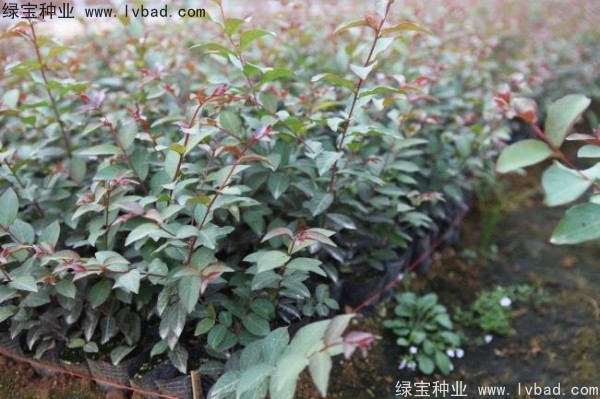 <a href='http://www.hn123.net.cn/yaocaizhongzi/2335.html' target='_blank'>紅花</a><a href='http://www.hn123.net.cn/linmuzhongzi/1698.html' target='_blank'>紫薇種子</a>