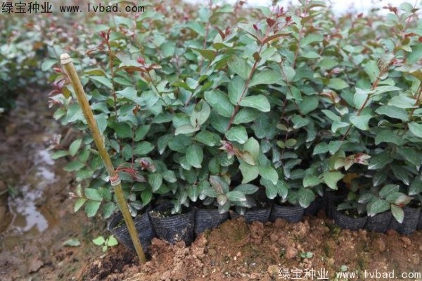 <a href='http://www.hn123.net.cn/linmuzhongzi/1821.html' target='_blank'>紅花紫薇種子</a>