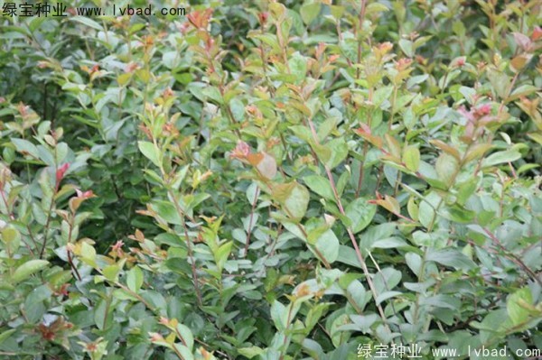 <a href='http://www.hn123.net.cn/linmuzhongzi/1821.html' target='_blank'>紅花紫薇</a>種子