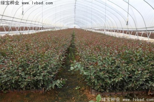 紅花<a href='http://www.hn123.net.cn/linmuzhongzi/1698.html' target='_blank'>紫薇</a><a href='http://www.hn123.net.cn/' target='_blank'>種子</a>
