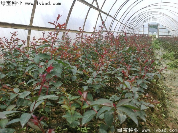 紅花<a href='http://www.hn123.net.cn/linmuzhongzi/1698.html' target='_blank'>紫薇種子</a>
