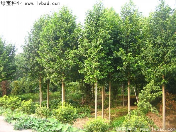 樂(lè)昌<a href='http://www.hn123.net.cn/linmuzhongzi/1802.html' target='_blank'>含笑種子</a>