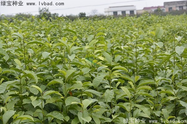 <a href='http://www.hn123.net.cn/linmuzhongzi/1822.html' target='_blank'>樂(lè)昌含笑種子</a>