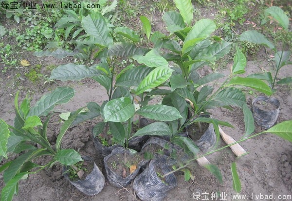 樂(lè)昌<a href='http://www.hn123.net.cn/linmuzhongzi/1802.html' target='_blank'>含笑</a><a href='http://www.hn123.net.cn/' target='_blank'>種子</a>