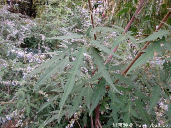 <a href='http://www.hn123.net.cn/linmuzhongzi/1824.html' target='_blank'>荊條</a><a href='http://www.hn123.net.cn/' target='_blank'>種子</a>