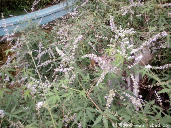 荊條<a href='http://www.hn123.net.cn/' target='_blank'>種子</a>