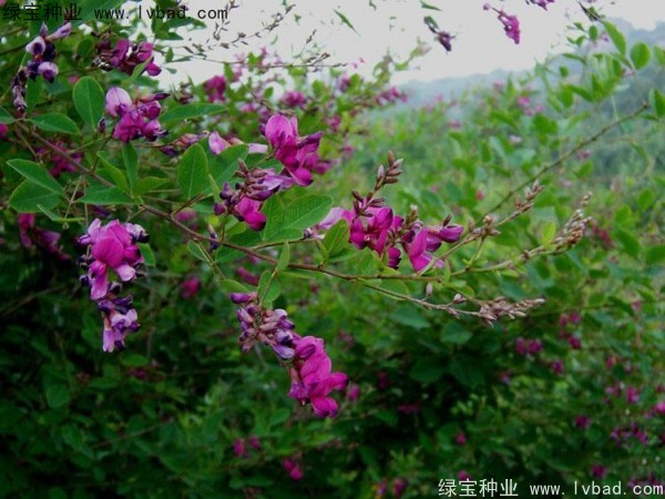 <a href='http://www.hn123.net.cn/linmuzhongzi/1826.html' target='_blank'>胡枝子種子</a>
