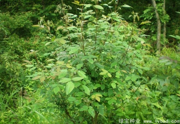 <a href='http://www.hn123.net.cn/linmuzhongzi/1826.html' target='_blank'>胡枝子</a><a href='http://www.hn123.net.cn/' target='_blank'>種子</a>