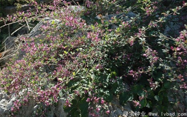 <a href='http://www.hn123.net.cn/linmuzhongzi/1826.html' target='_blank'>胡枝子種子</a>