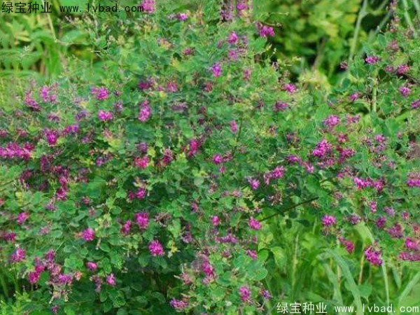 <a href='http://www.hn123.net.cn/linmuzhongzi/1826.html' target='_blank'>胡枝子種子</a>
