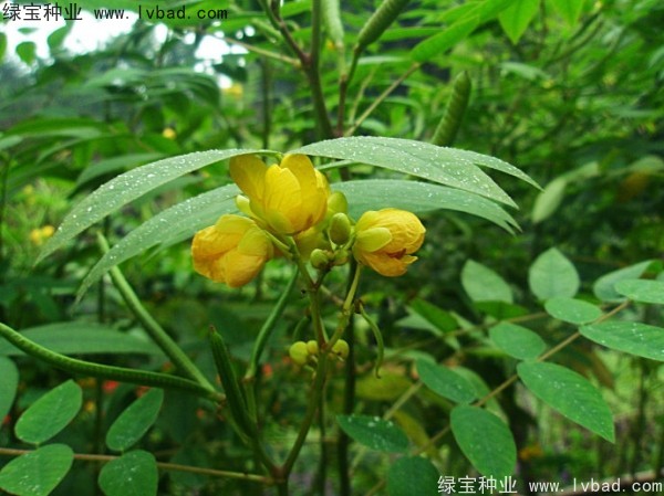 <a href='http://www.hn123.net.cn/linmuzhongzi/1827.html' target='_blank'>望江南種子</a>