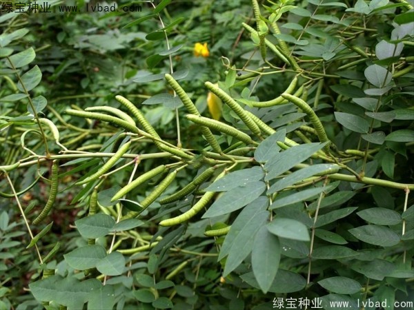 <a href='http://www.hn123.net.cn/linmuzhongzi/1827.html' target='_blank'>望江南種子</a>