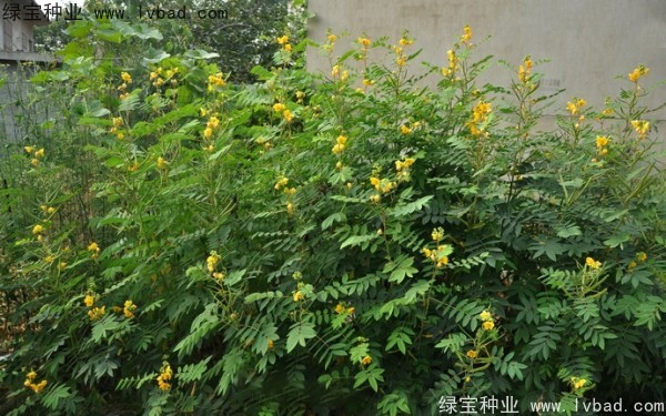 <a href='http://www.hn123.net.cn/linmuzhongzi/1827.html' target='_blank'>望江南</a><a href='http://www.hn123.net.cn/' target='_blank'>種子</a>