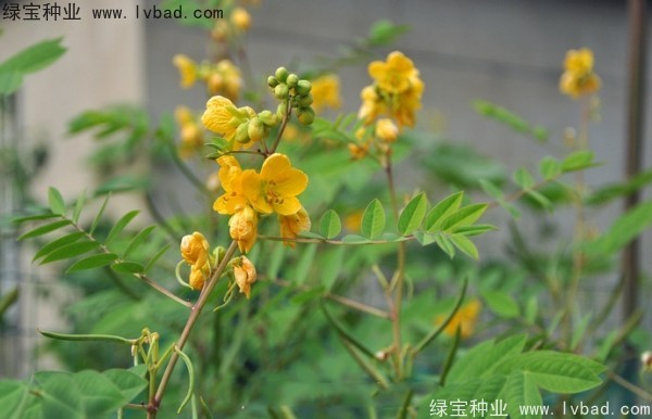 望江南<a href='http://www.hn123.net.cn/' target='_blank'>種子</a>