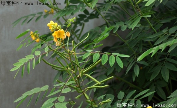 <a href='http://www.hn123.net.cn/linmuzhongzi/1827.html' target='_blank'>望江南種子</a>