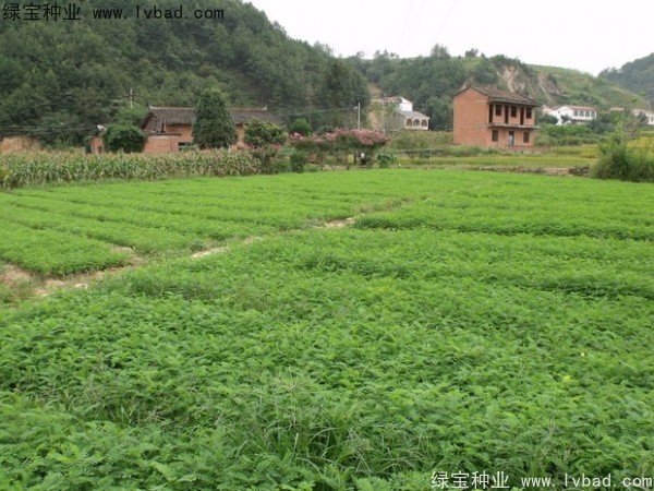 <a href='http://www.hn123.net.cn/linmuzhongzi/1831.html' target='_blank'>紫穗槐種子</a>