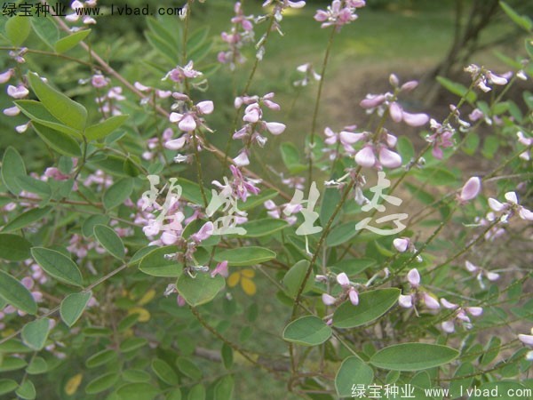 <a href='http://www.hn123.net.cn/linmuzhongzi/1832.html' target='_blank'>多花木蘭種子</a>