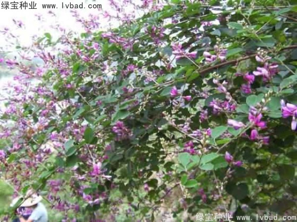 <a href='http://www.hn123.net.cn/linmuzhongzi/1832.html' target='_blank'>多花木蘭</a><a href='http://www.hn123.net.cn/' target='_blank'>種子</a>