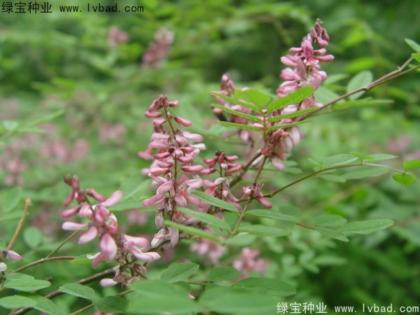 <a href='http://www.hn123.net.cn/linmuzhongzi/1832.html' target='_blank'>多花木蘭種子</a>