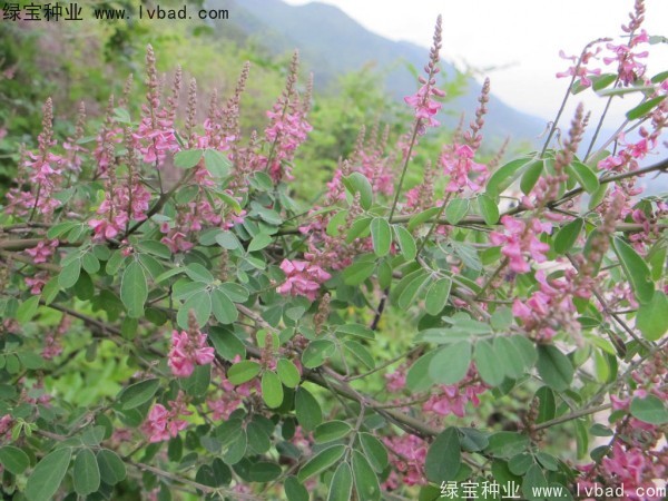 多花木蘭<a href='http://www.hn123.net.cn/' target='_blank'>種子</a>