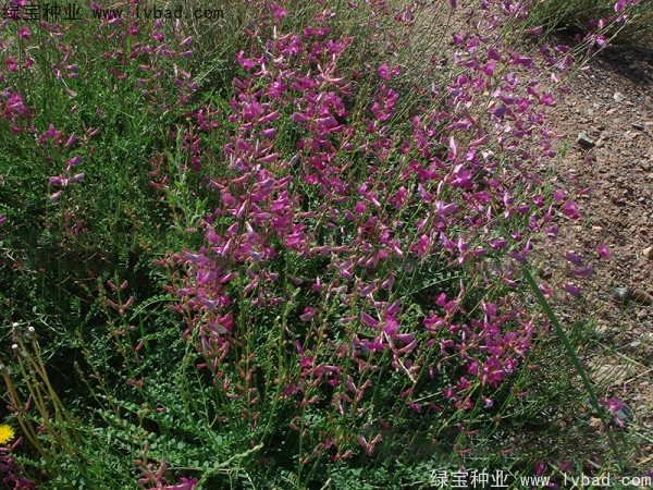<a href='http://www.hn123.net.cn/linmuzhongzi/1835.html' target='_blank'>紅豆</a><a href='http://www.hn123.net.cn/' target='_blank'>種子</a>